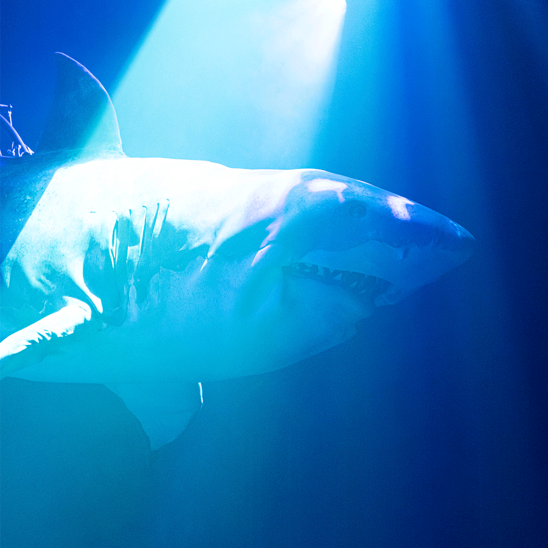 Erth's Shark Dive at the Shoalhaven Entertainment Centre